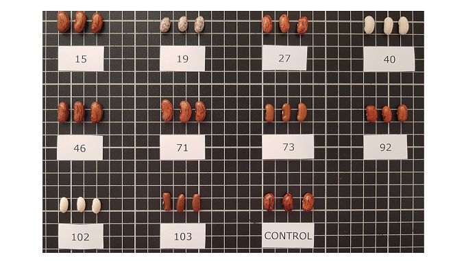 judias|Consuelo Penella